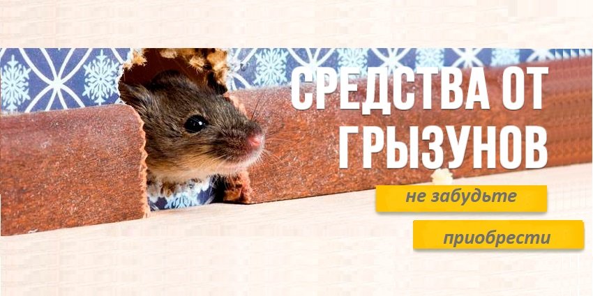 Слайд: грызуны