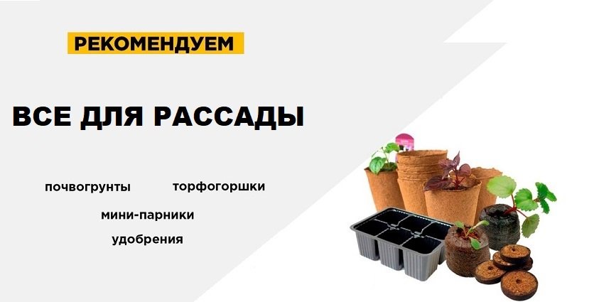 Слайд: рассада