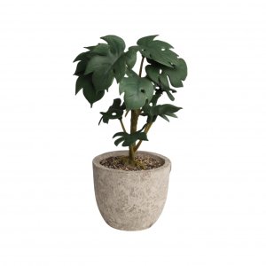 Бонсай в горшке 