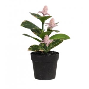 Бонсай в горшке 