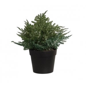 Бонсай в горшке 