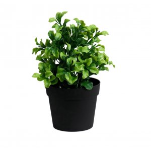 Бонсай в горшке 