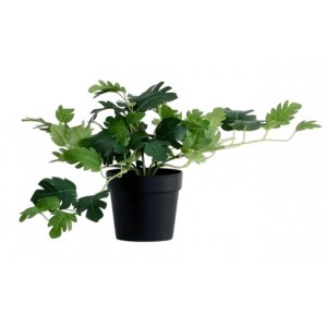 Бонсай в горшке 