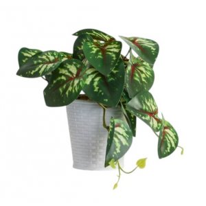 Бонсай в горшке "Сингониум ред" 9*17см