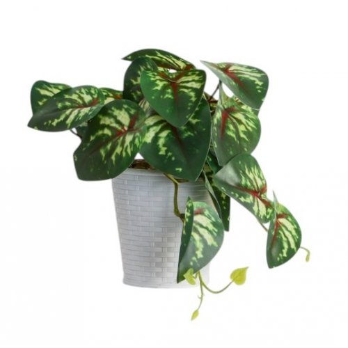 Бонсай в горшке 