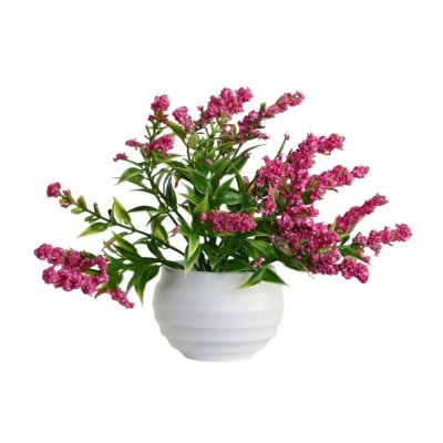 Бонсай в горшке "Шалфей предсказателей" 5,5*11см, микс