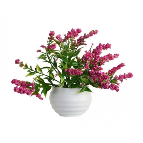 Бонсай в горшке 