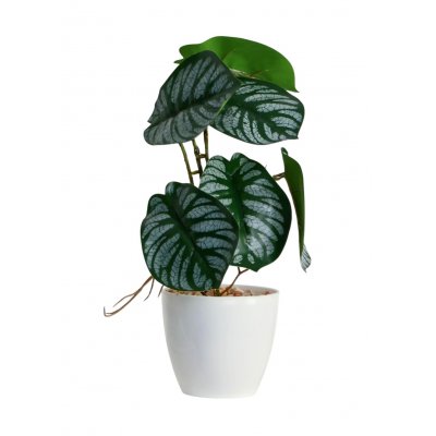 Бонсай в горшке «Филодендрон» 7,5*20 см, микс